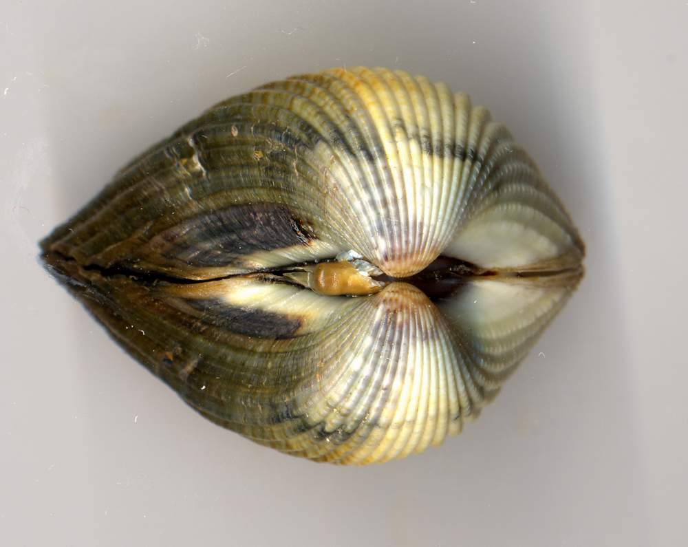 Cerastoderma edule e Cerastoderma glaucum